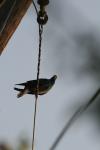 <img100*0:stuff/z/73640/uploadthismow/i1257208408_30.jpg>