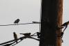 <img100*0:stuff/z/73640/uploadthismow/i1257208408_33.jpg>