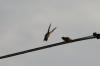 <img100*0:stuff/z/73640/uploadthismow/i1257208409_34.jpg>