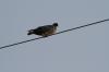 <img100*0:stuff/z/73640/uploadthismow/i1257208409_35.jpg>