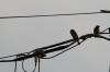 <img100*0:stuff/z/73640/uploadthismow/i1257208409_39.jpg>