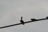 <img100*0:stuff/z/73640/uploadthismow/i1257208409_40.jpg>