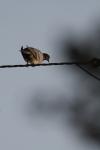 <img100*0:stuff/z/73640/uploadthismow/i1257208409_41.jpg>