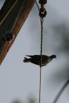 <img100*0:stuff/z/73640/uploadthismow/i1257222360_2.jpg>