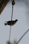 <img100*0:stuff/z/73640/uploadthismow/i1257222360_4.jpg>