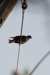<img100*0:stuff/z/73640/uploadthismow/i1257222361_10.jpg>