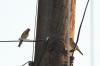 <img100*0:stuff/z/73640/uploadthismow/i1257222361_11.jpg>