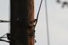 <img100*0:stuff/z/73640/uploadthismow/i1257222361_5.jpg>