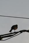 <img100*0:stuff/z/73640/uploadthismow/i1257222361_6.jpg>