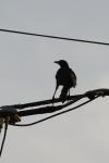 <img100*0:stuff/z/73640/uploadthismow/i1257222361_7.jpg>