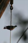 <img100*0:stuff/z/73640/uploadthismow/i1257222361_8.jpg>