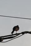<img100*0:stuff/z/73640/uploadthismow/i1257222362_12.jpg>
