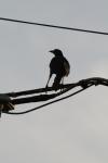 <img100*0:stuff/z/73640/uploadthismow/i1257222362_13.jpg>