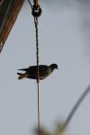 <img100*0:stuff/z/73640/uploadthismow/i1257222362_14.jpg>