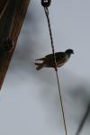 <img100*0:stuff/z/73640/uploadthismow/i1257222362_16.jpg>