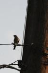 <img100*0:stuff/z/73640/uploadthismow/i1257222362_17.jpg>