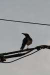 <img100*0:stuff/z/73640/uploadthismow/i1257222362_18.jpg>