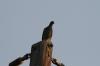 <img100*0:stuff/z/73640/uploadthismow/i1257222363_19.jpg>