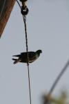 <img100*0:stuff/z/73640/uploadthismow/i1257222363_21.jpg>