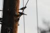 <img100*0:stuff/z/73640/uploadthismow/i1257222363_22.jpg>