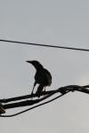 <img100*0:stuff/z/73640/uploadthismow/i1257222363_24.jpg>