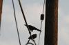 <img100*0:stuff/z/73640/uploadthismow/i1257222363_25.jpg>