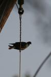 <img100*0:stuff/z/73640/uploadthismow/i1257222363_26.jpg>