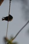 <img100*0:stuff/z/73640/uploadthismow/i1257222363_27.jpg>