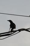 <img100*0:stuff/z/73640/uploadthismow/i1257222363_30.jpg>
