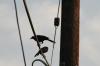 <img100*0:stuff/z/73640/uploadthismow/i1257222364_31.jpg>