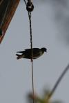 <img100*0:stuff/z/73640/uploadthismow/i1257222364_32.jpg>