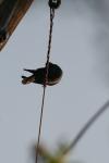 <img100*0:stuff/z/73640/uploadthismow/i1257222364_33.jpg>