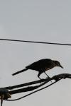 <img100*0:stuff/z/73640/uploadthismow/i1257222364_35.jpg>