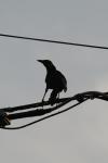 <img100*0:stuff/z/73640/uploadthismow/i1257222364_36.jpg>