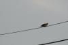 <img100*0:stuff/z/73640/uploadthismow/i1257222364_37.jpg>