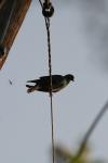 <img100*0:stuff/z/73640/uploadthismow/i1257222364_38.jpg>