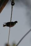 <img100*0:stuff/z/73640/uploadthismow/i1257222364_39.jpg>