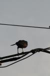 <img100*0:stuff/z/73640/uploadthismow/i1257222364_41.jpg>