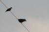 <img100*0:stuff/z/73640/uploadthismow/i1258082037_1.jpg>