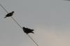 <img100*0:stuff/z/73640/uploadthismow/i1258082037_2.jpg>
