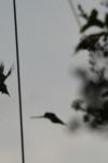 <img100*0:stuff/z/73640/uploadthismow/i1258082037_3.jpg>