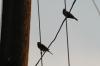 <img100*0:stuff/z/73640/uploadthismow/i1258082037_4.jpg>