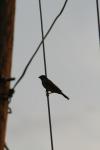 <img100*0:stuff/z/73640/uploadthismow/i1258082037_5.jpg>