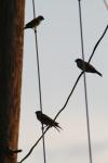 <img100*0:stuff/z/73640/uploadthismow/i1258082037_6.jpg>