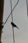 <img100*0:stuff/z/73640/uploadthismow/i1258082037_7.jpg>