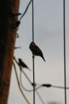 <img100*0:stuff/z/73640/uploadthismow/i1258082038_11.jpg>