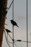 <img100*0:stuff/z/73640/uploadthismow/i1258082038_12.jpg>