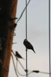 <img100*0:stuff/z/73640/uploadthismow/i1258082038_8.jpg>