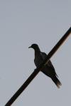 <img100*0:stuff/z/73640/uploadthismow/i1258082038_9.jpg>