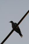 <img100*0:stuff/z/73640/uploadthismow/i1258085135_1.jpg>